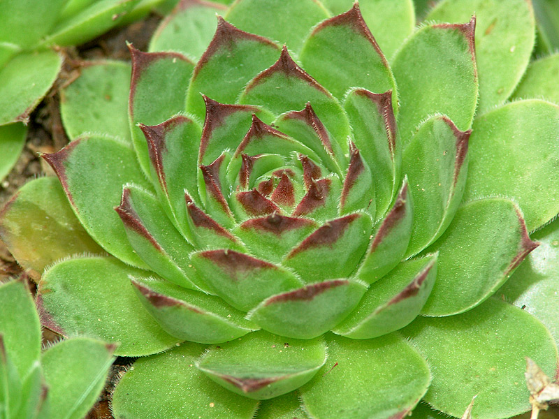 Изображение особи Sempervivum tectorum.