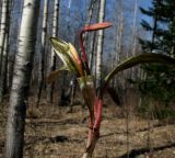 Erythronium sajanense