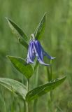 Clematis integrifolia. Верхушка цветущего растения. Ростов-на-Дону, ботсад. 10.05.2012.