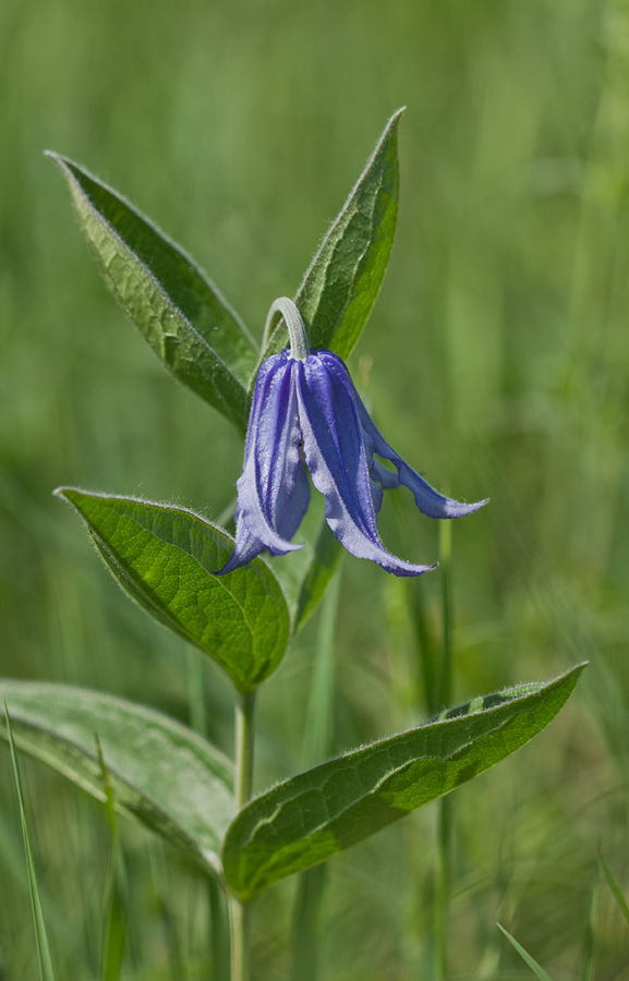 Image of Clematis integrifolia specimen.