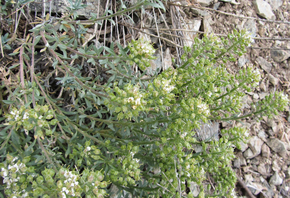 Изображение особи Alyssum lenense.