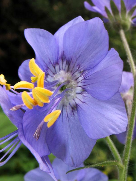 Изображение особи Polemonium caeruleum.