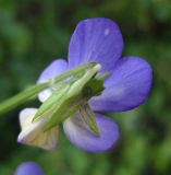 Viola tricolor. Цветок (вид с обратной стороны). Украина, Черкасская обл., Каневский р-н, региональный ландшафтный парк \"Трахтемиров\", остепнённый участок. 26 мая 2012 г.