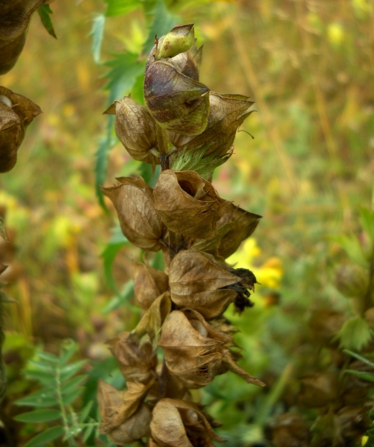 Image of Rhinanthus vernalis specimen.