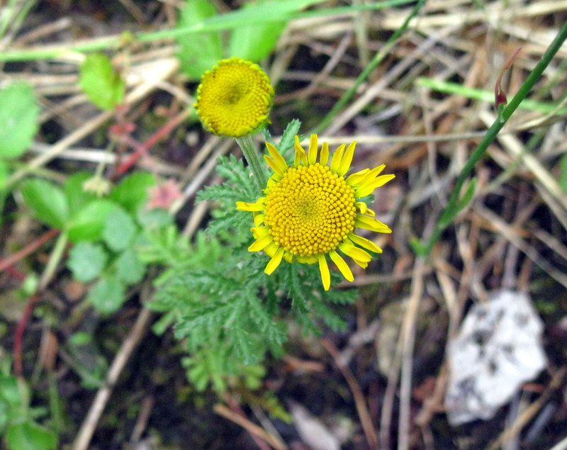 Image of Anthemis tinctoria specimen.