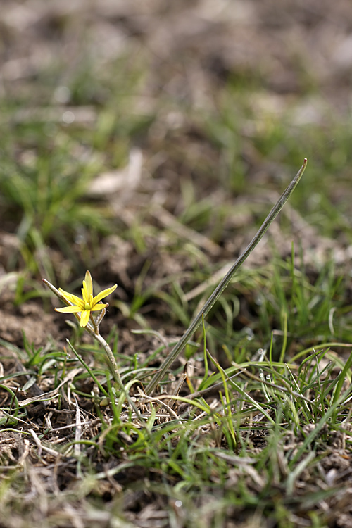 Image of genus Gagea specimen.