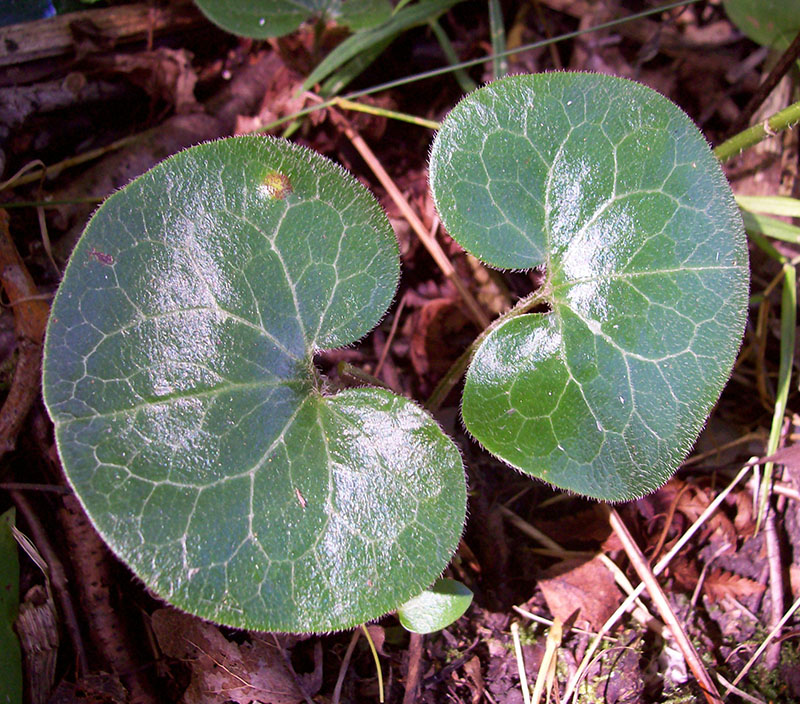 Image of Asarum europaeum specimen.