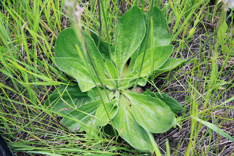 Image of Plantago media specimen.