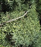 Cupressus arizonica. Ветвь с микростробилами. Зап. Крым, г. Саки, центр города. 29.08.2011.