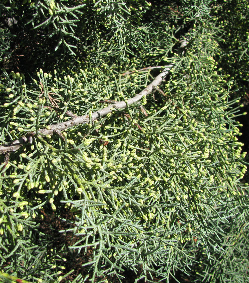 Image of Cupressus arizonica specimen.