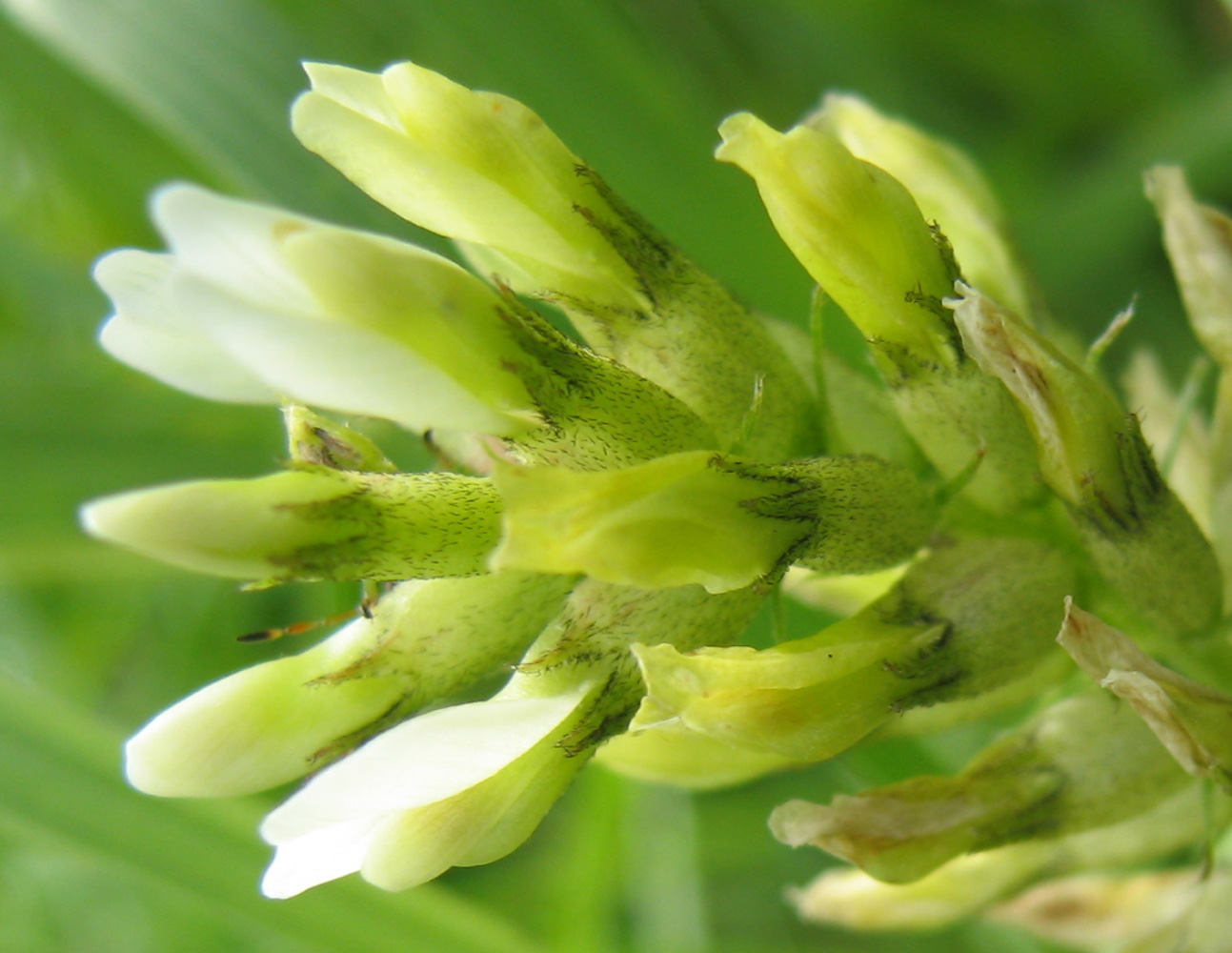 Изображение особи Astragalus cicer.