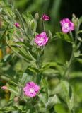 Epilobium villosum