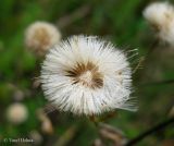 Erigeron acris