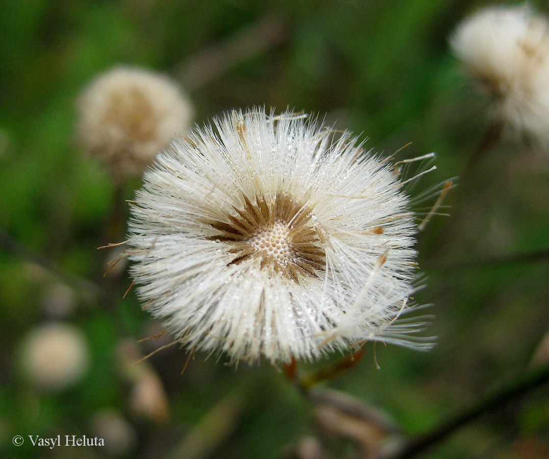 Изображение особи Erigeron acris.