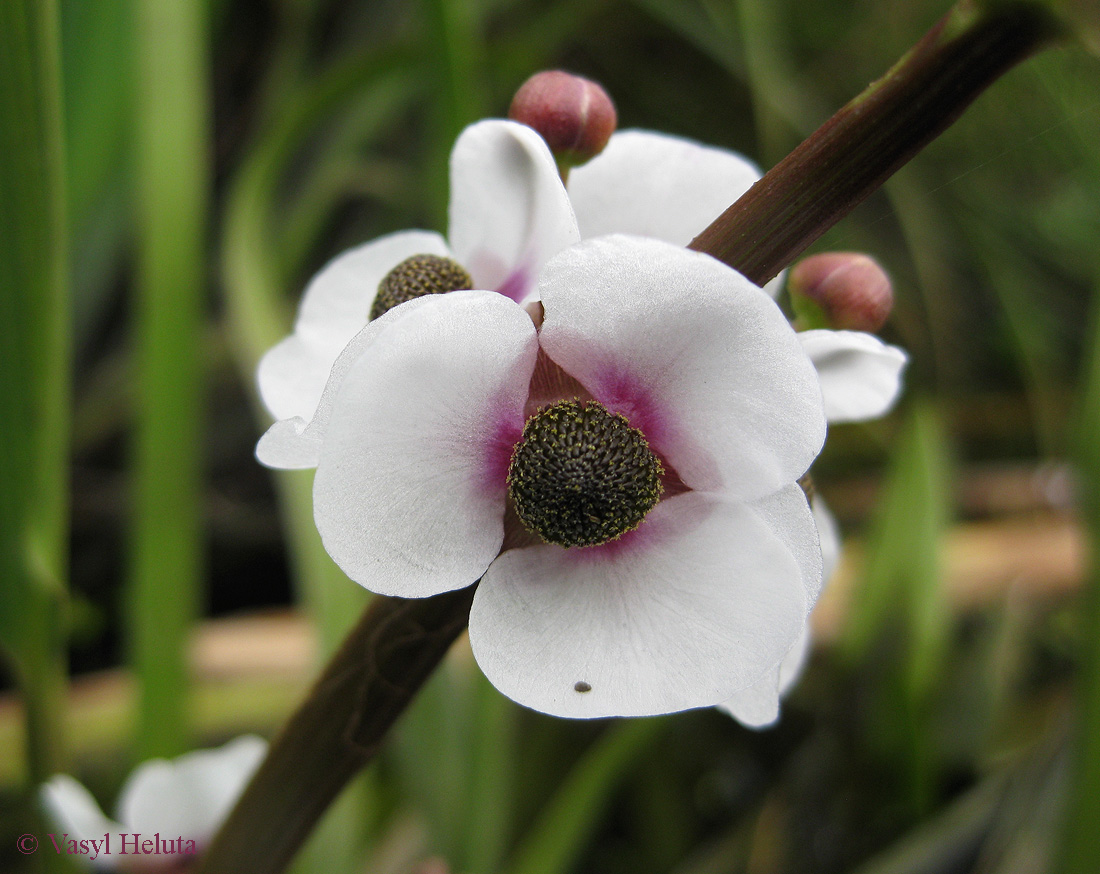 Image of Sagittaria sagittifolia specimen.