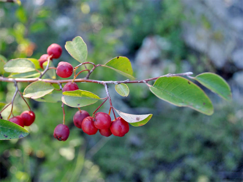 Image of Cotoneaster meyeri specimen.