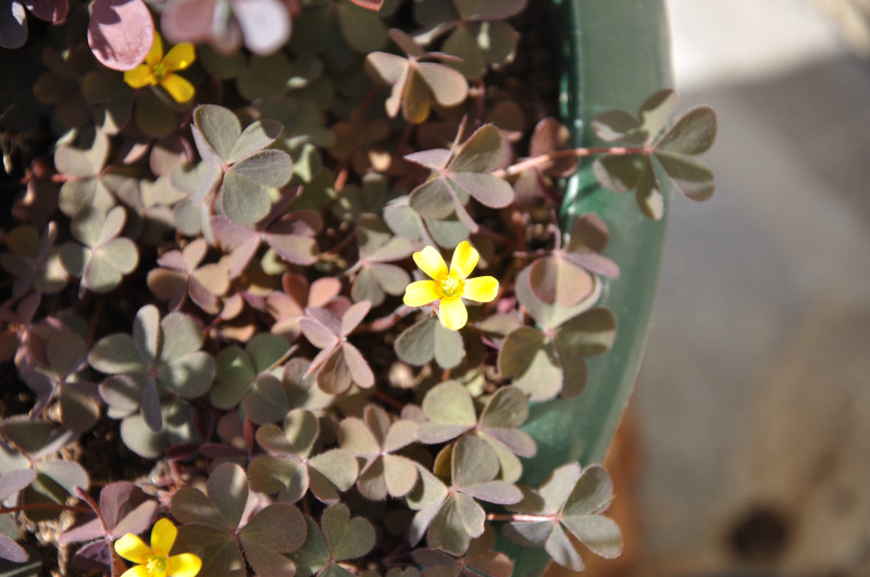 Изображение особи Oxalis corniculata.