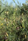 Linaria popovii