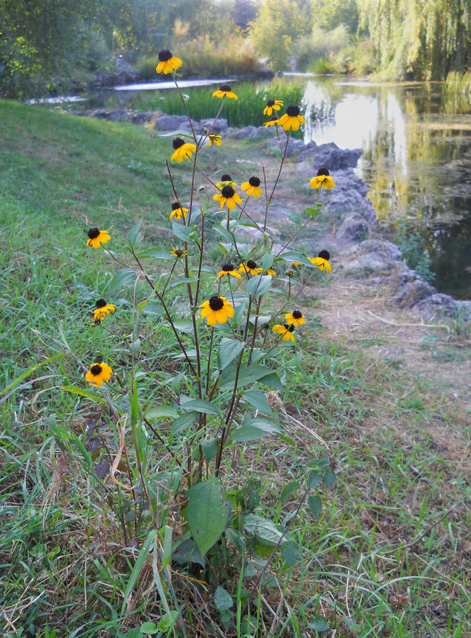 Image of Rudbeckia triloba specimen.