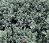 Juniperus squamata. Верхняя часть растения ('Blue Star'). Нидерланды, г. Venlo, \"Floriada 2012\". 11.09.2012.