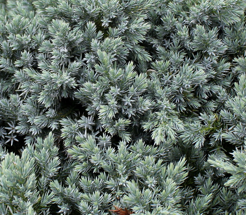 Image of Juniperus squamata specimen.