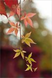 Parthenocissus quinquefolia