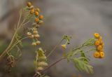 Tanacetum vulgare