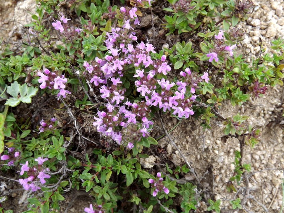 Image of Thymus japonicus specimen.