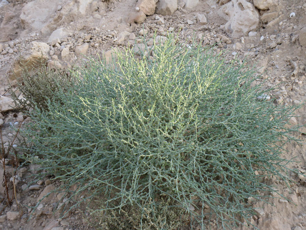 Image of Halothamnus hierochunticus specimen.