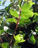 Pistacia terebinthus. Средняя часть ветви. Испания, Каталония, Барселона, монастырь Монтсеррат, у тропы по склону горы. 25.06.2012.
