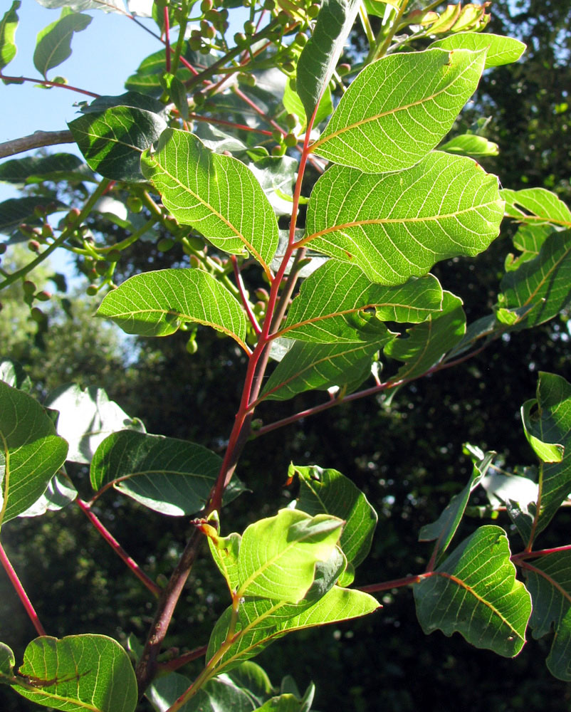 Изображение особи Pistacia terebinthus.