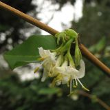Lonicera &times; purpusii