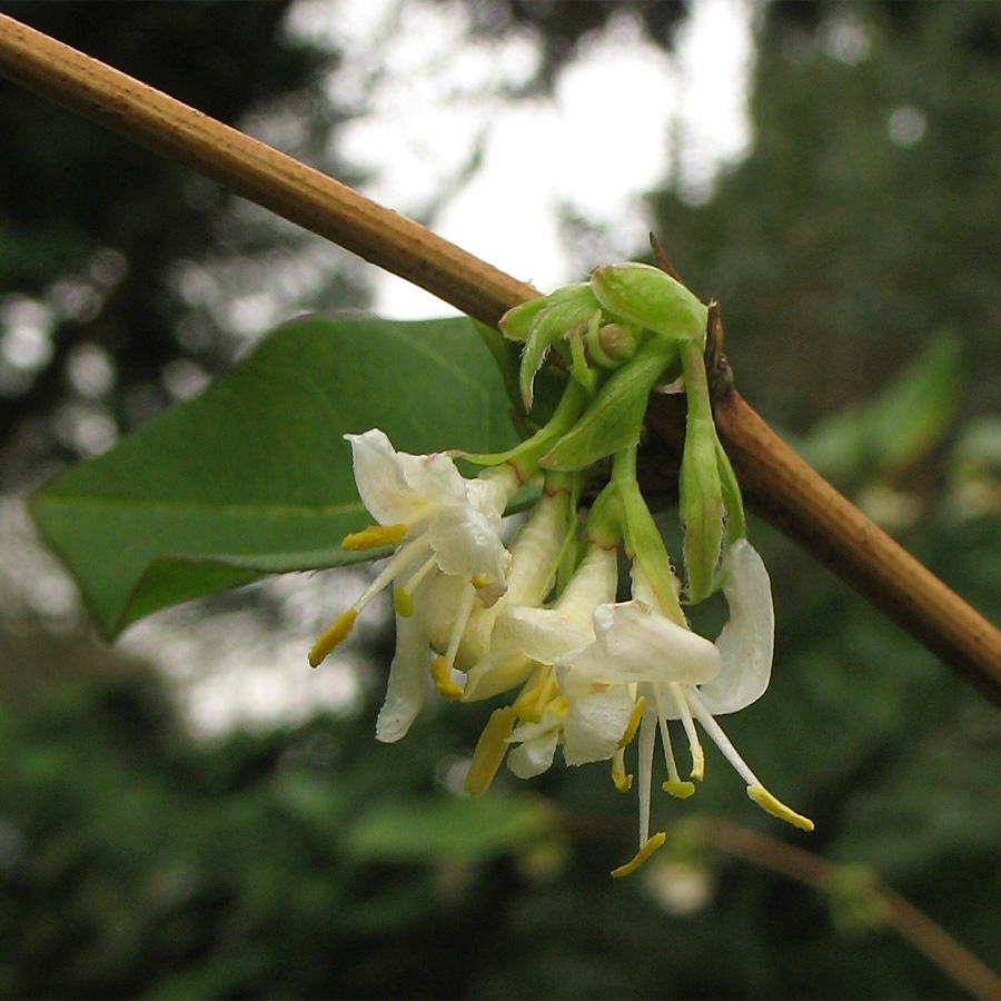 Изображение особи Lonicera × purpusii.