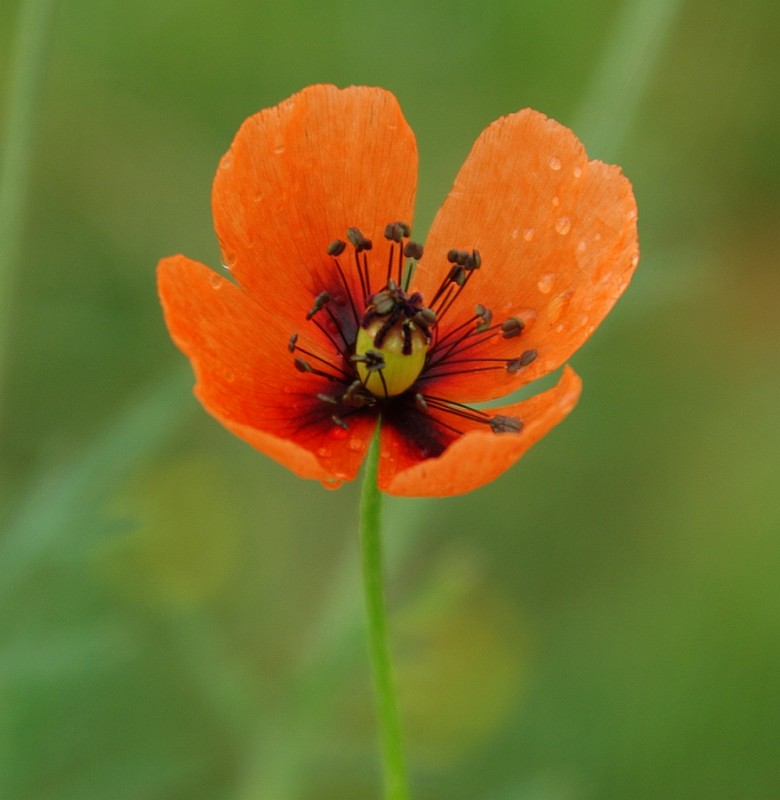 Изображение особи род Papaver.