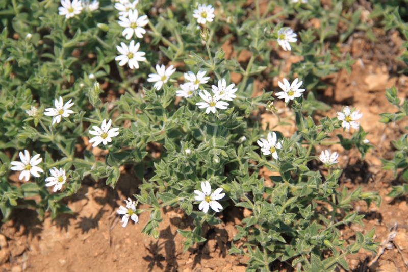 Image of Stellaria dichotoma specimen.