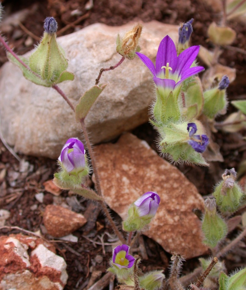 Изображение особи Campanula hierosolymitana.