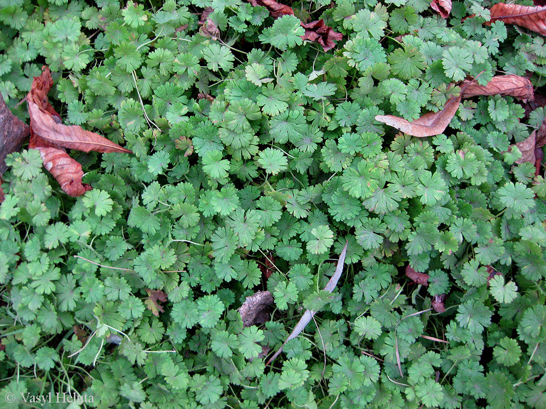 Изображение особи Geranium pusillum.