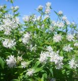 Asperula caucasica