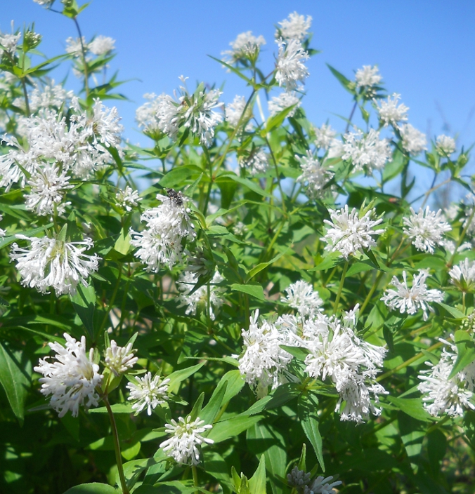 Image of Asperula caucasica specimen.