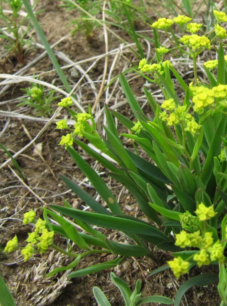 Изображение особи Bupleurum sibiricum.