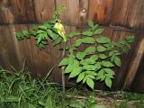 Angelica sylvestris