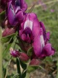 Oxytropis popoviana