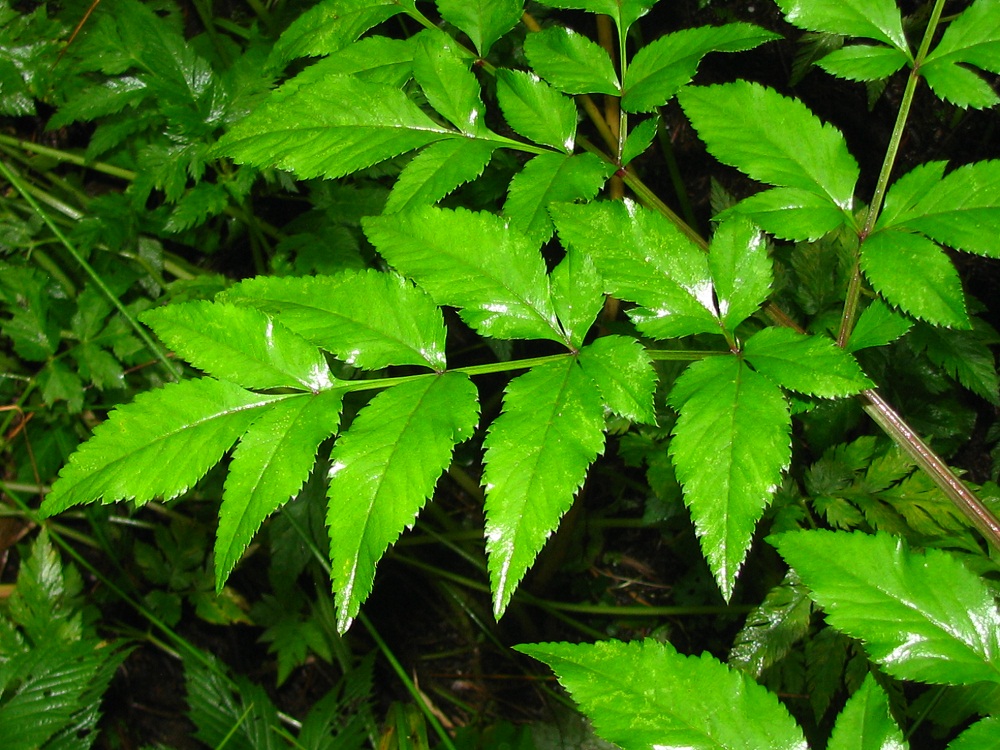 Изображение особи Angelica sylvestris.