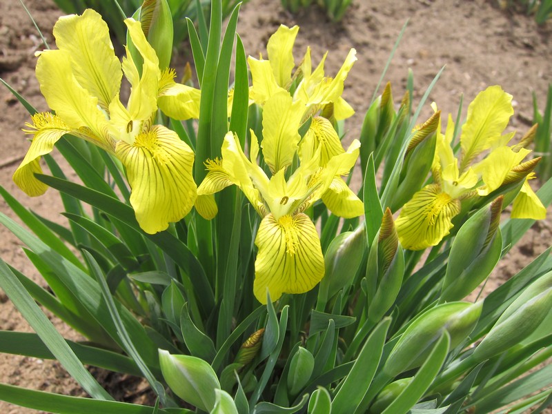 Изображение особи Iris humilis.