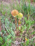 genus Taraxacum