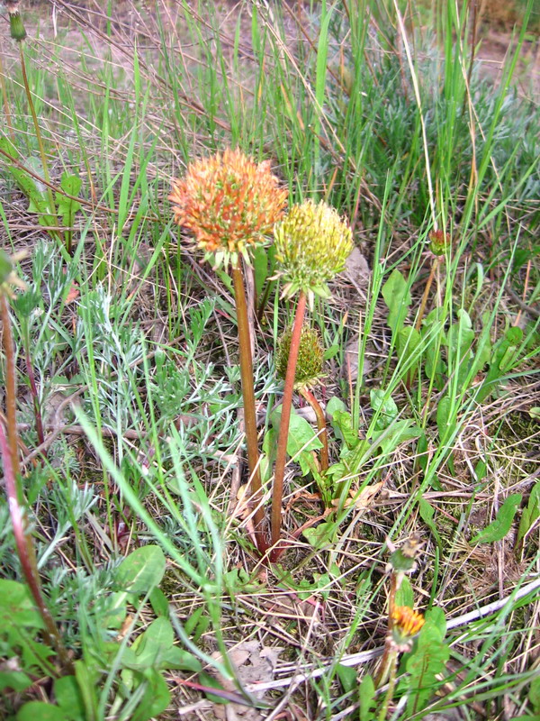 Изображение особи род Taraxacum.