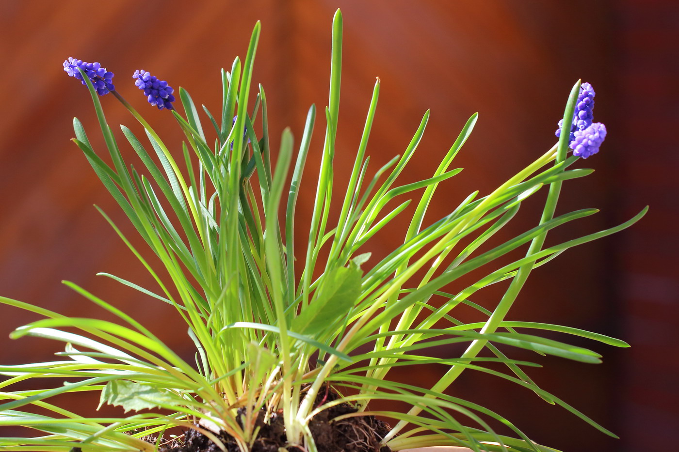 Изображение особи Muscari armeniacum.