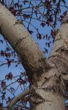 Populus balsamifera