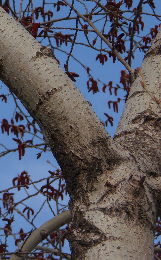 Изображение особи Populus balsamifera.