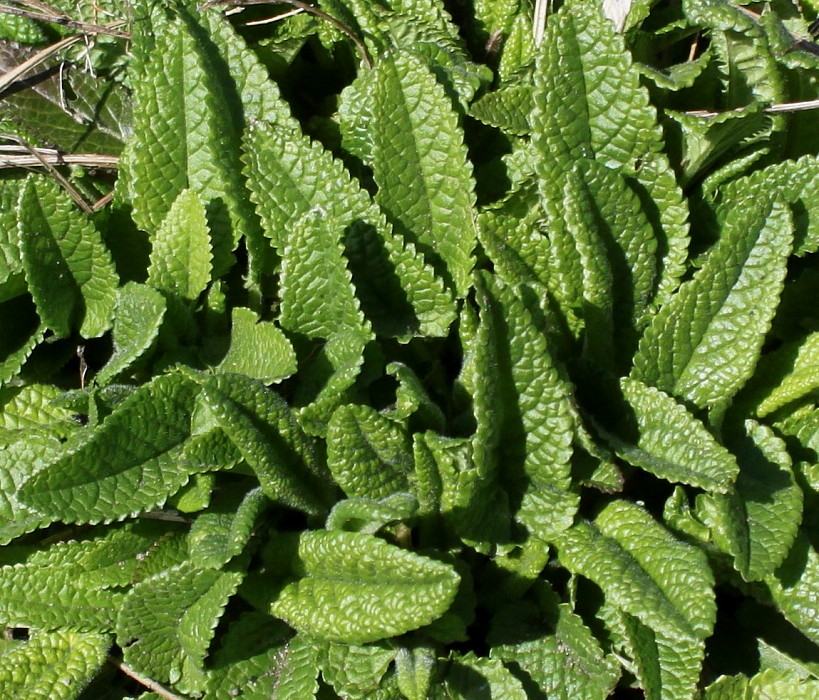 Image of Betonica officinalis specimen.